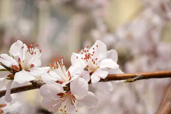 武大櫻花節(jié)時間2019（門票預(yù)約&#43;游玩路線）(圖2)