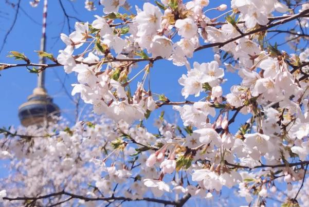 北京春節(jié)賞花好去處