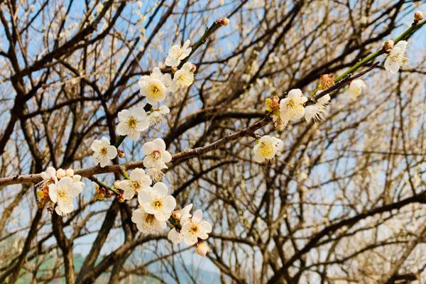 武漢哪里看梅花好