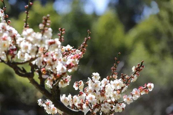 昆明看梅花去哪里