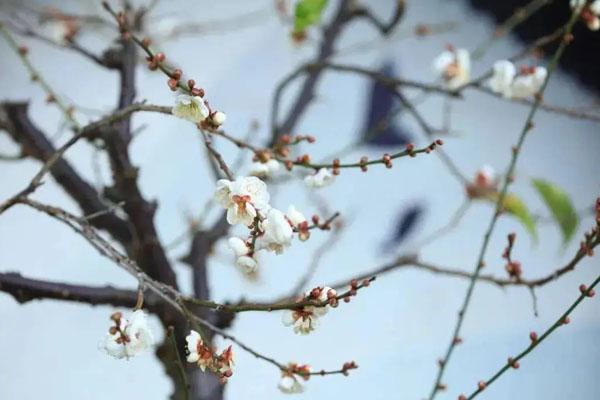 昆明看梅花去哪里