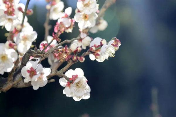 昆明看梅花去哪里