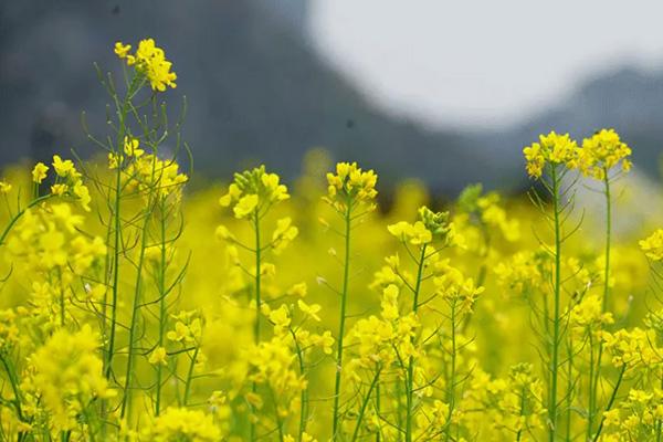 南寧油菜花景點(diǎn)在哪里