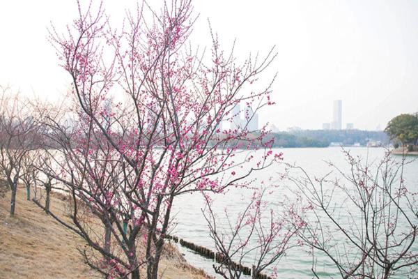 長沙賞梅勝地有哪些