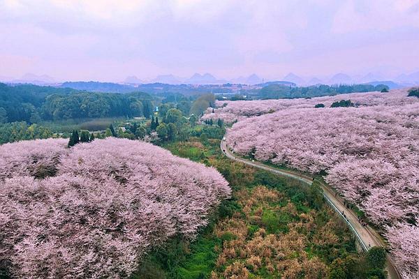 貴州平壩櫻花觀賞指南2024 附最佳觀賞時(shí)間及賞櫻路線