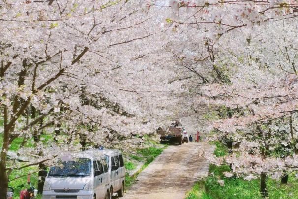 貴州平壩櫻花2024開(kāi)放時(shí)間 平壩櫻花在哪里