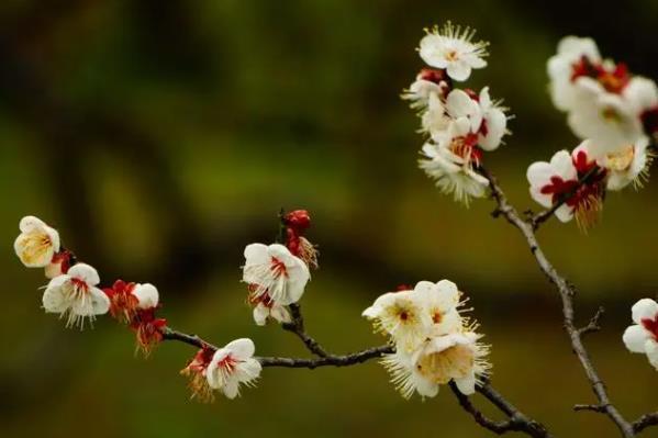 蘇州去哪里看梅花