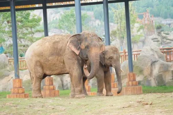 2024徐州九頂山野生動(dòng)物園門票優(yōu)惠政策