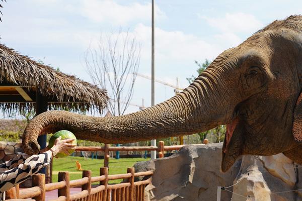 2024徐州九頂山野生動(dòng)物園門票優(yōu)惠政策