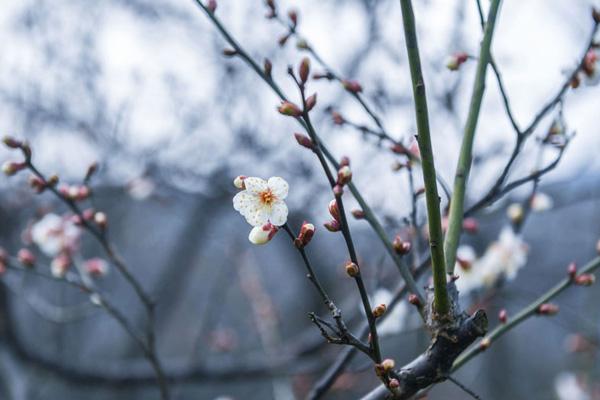 超山梅花節(jié)2024門票多少錢