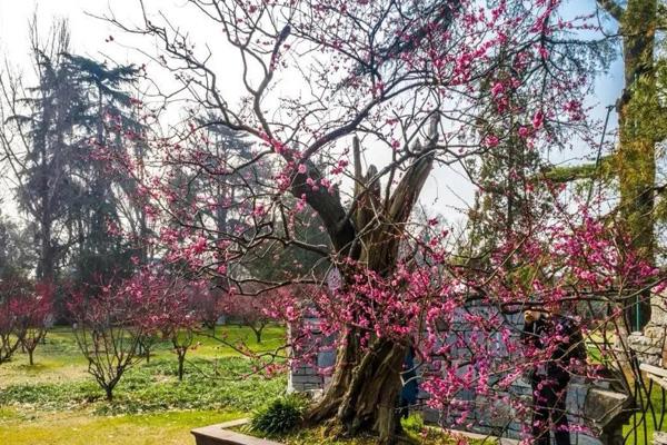 2024南京梅花節(jié)在哪里舉辦