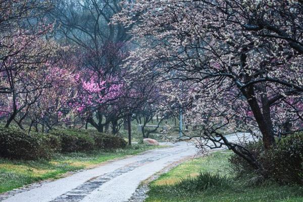 2024南京梅花節(jié)在哪里舉辦