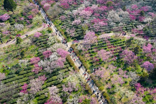 2024南京梅花節(jié)門票價格及優(yōu)惠政策