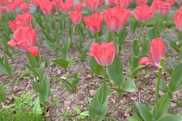 成都郁金香花海在哪里