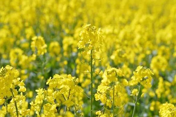 廈門哪里油菜花最好看