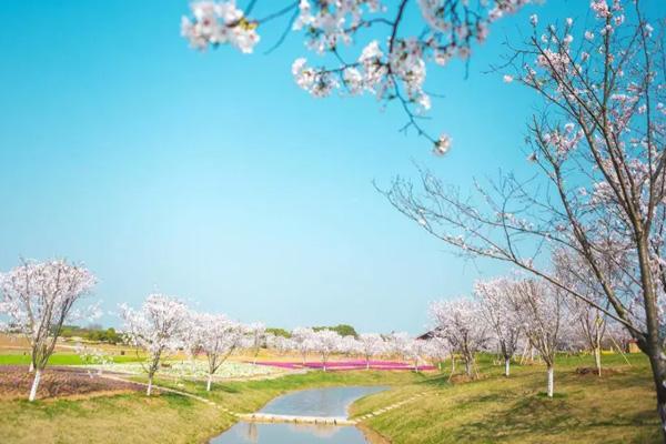 鎮(zhèn)江櫻花在哪里