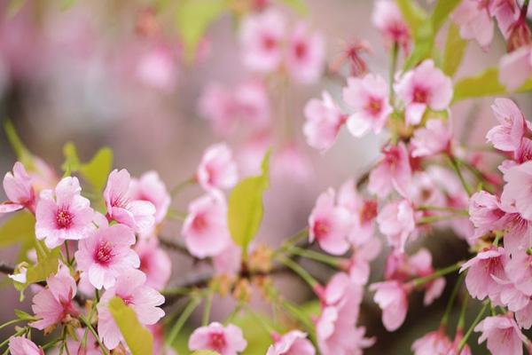 長沙看桃花去哪里