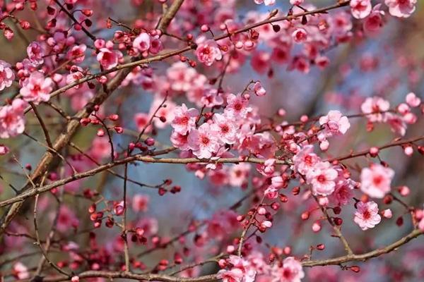 長沙看桃花去哪里