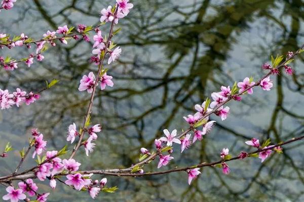 長沙看桃花去哪里