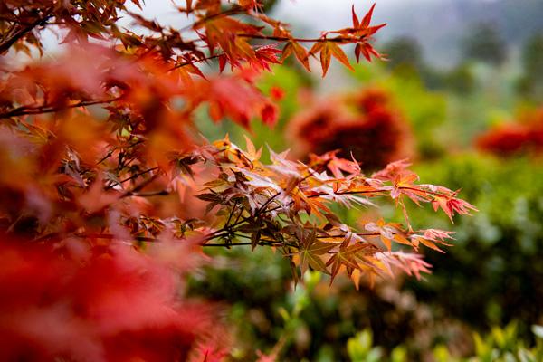 2024嶺南紅葉世界門票優(yōu)惠政策