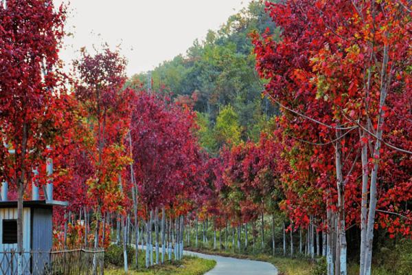 2024嶺南紅葉世界門票優(yōu)惠政策