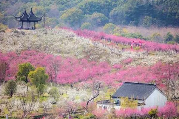 2024張家港香山梅花節(jié)開放時間