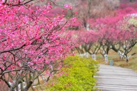 2024張家港香山梅花節(jié)門票多少錢