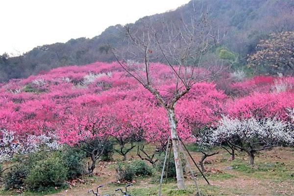 2024杭州超山梅花最佳賞梅時間