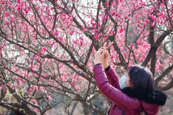 2024南京梅花山梅花什么時(shí)候開 附最佳觀賞時(shí)間