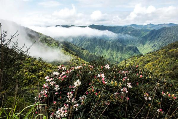 郴州春季賞花的地方有哪些