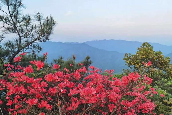 郴州春季賞花的地方有哪些