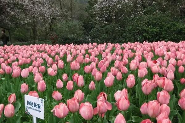 2024杭州太子灣公園郁金香開花時間