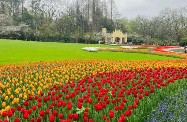 2024杭州太子灣公園郁金香開花時間