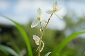 第31屆中國(guó)（維西）蘭花博覽會(huì)舉辦時(shí)間和舉辦地點(diǎn)