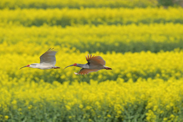 2024年漢中油菜花節(jié)主會場在哪個縣 什么時間舉行