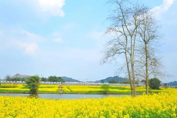 潼南油菜花景區(qū)門票優(yōu)惠政策