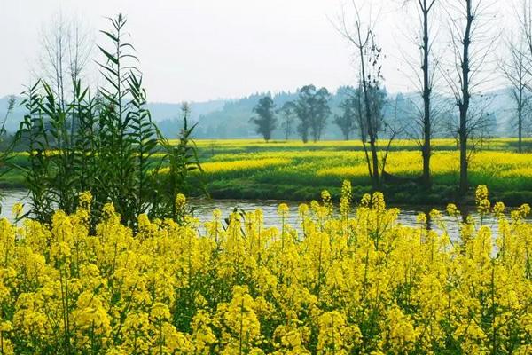 潼南油菜花景區(qū)門票優(yōu)惠政策