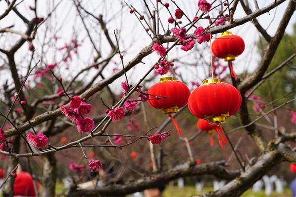 2024上海梅花節(jié)時(shí)間+地點(diǎn)+門票+交通+介紹