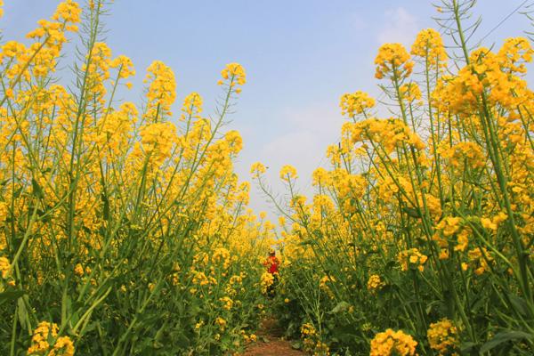 潼南油菜花自駕游攻略