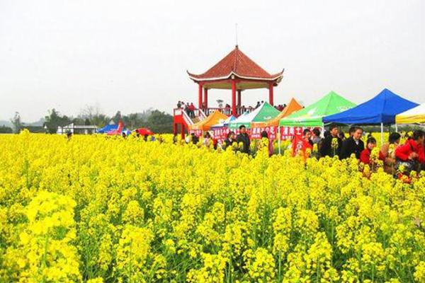 2024重慶潼南油菜花節(jié)門票+時(shí)間+地點(diǎn)+攻略