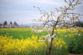 成都周邊看油菜花去哪里