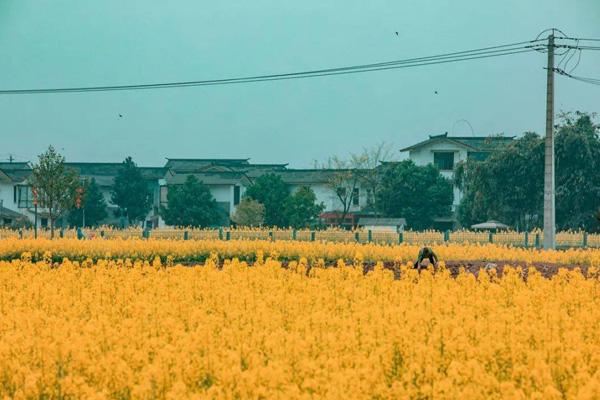 成都周邊看油菜花去哪里