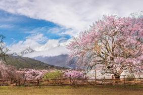 波密桃花溝最佳觀賞地點