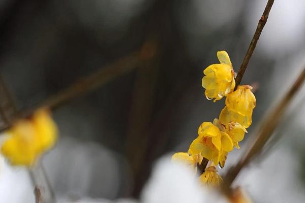 鎮(zhèn)江哪里觀梅花