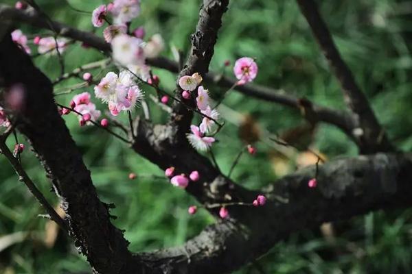 鎮(zhèn)江哪里觀梅花