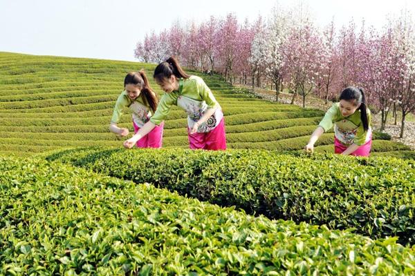 嵊州看花的地方在哪里