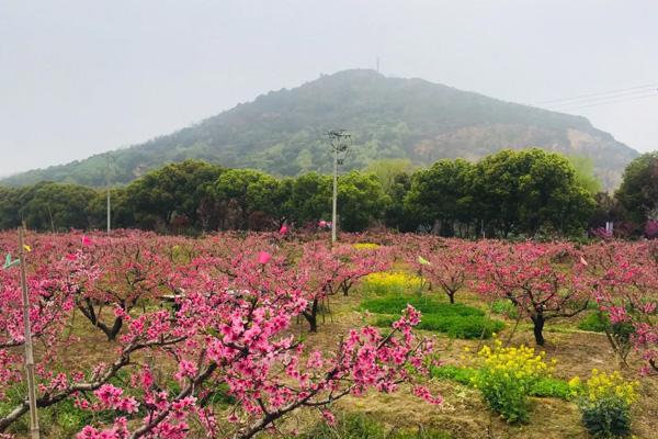 蘇州春天賞桃花的地方有哪些