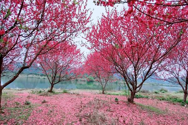 蘇州春天賞桃花的地方有哪些