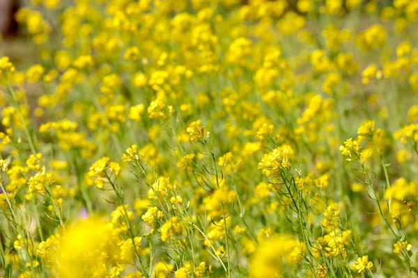 蘇州油菜花海在哪里