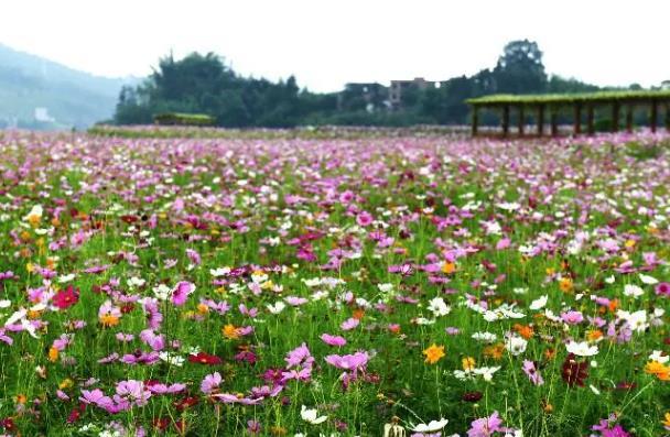 中山春天有賞花地方嗎